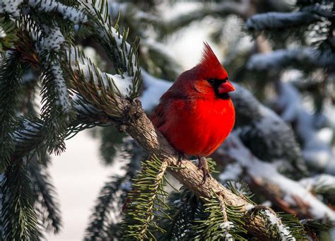 Cardinal In Winter Photograph By Erik Rocksvold Fine Art America