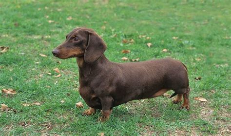 Submitted 2 years ago by 2amimawake. Dachshund Dog Breed Information