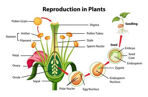 Asexual And Sexual Reproduction In Plants Pollination And Stages Of