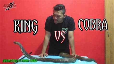 Perbedaan Antara Cobra Dan King Cobra Youtube