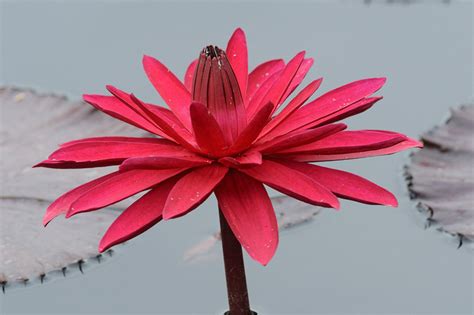 Nymphaea Red Flare Tropical Water