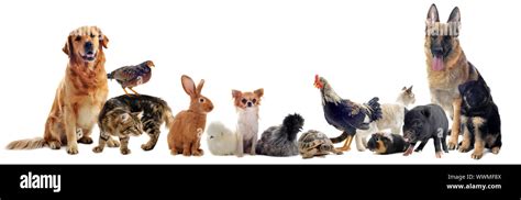 Group Of Pet In Front Of A White Background Stock Photo Alamy