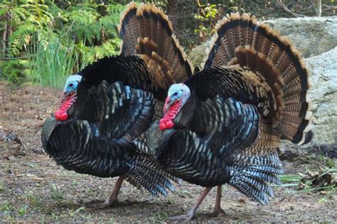 The Truth About Wild Turkey Sex Inside Their Kinky Bdsm Rituals