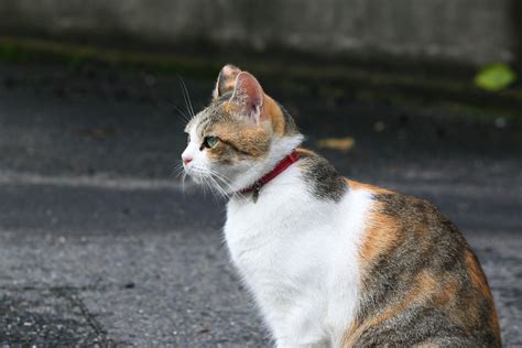 18 Japanese Calico Cat Paling Baru