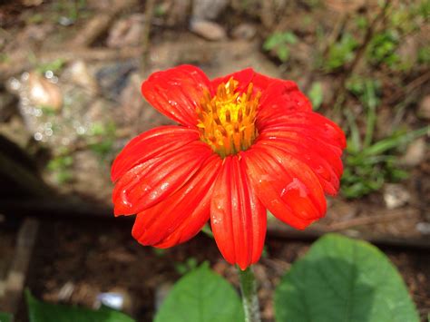 Beautiful Red Flower In The Garden Stock Photo By Abdulganinet