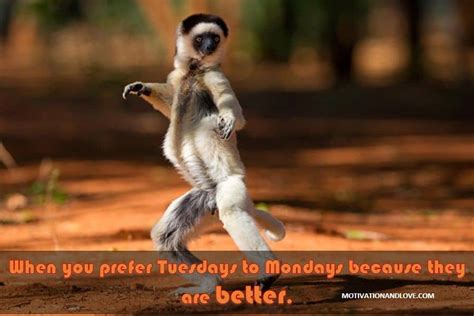 The day to remember all the things that i didn't get done on monday and push them off until wednesday. 2021 Funny and Inspiring Tuesday Memes - Motivation and Love