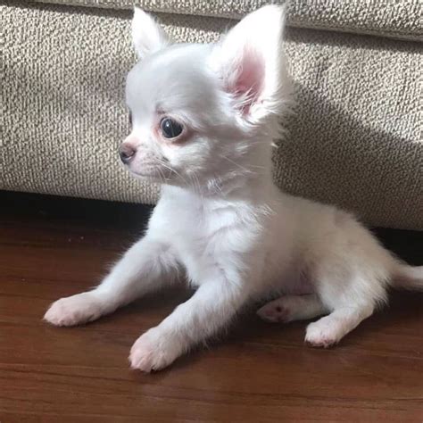 Chihuahua Puppy On Instagram “who Has White Chi Like This 😍😍 Just