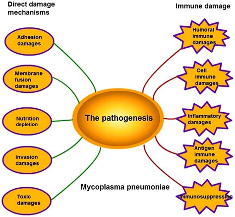 Insights Into The Pathogenesis Of Mycoplasma Pneumoniae Review