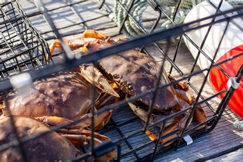 Bc First Nations Dfo Protect Dungeness Crab In Landmark