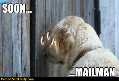 Funny Pictures Weirdnutdaily Soon Mailman