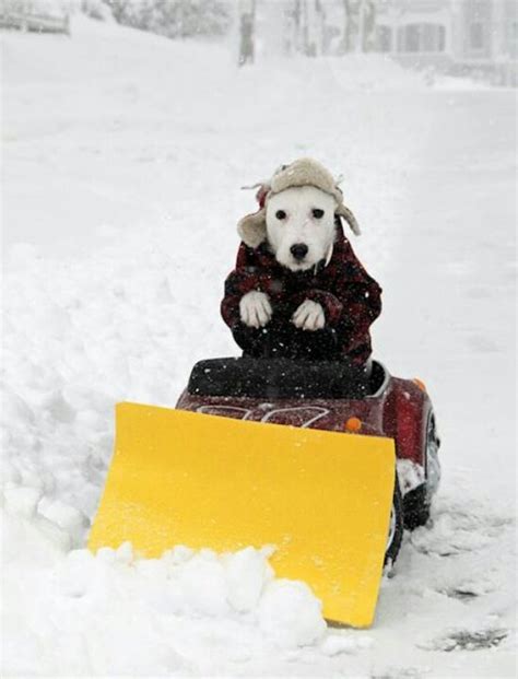 Snow Plowing Makes Me Dog Tired Funny Animal Pictures Cool Pets
