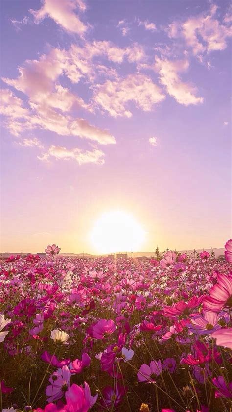Free Download Pink Skies And Flowers Everywhere Wallpaper Nature