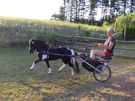 27 Pictures Of Horses Pulling Carts Ideas Horsestableideas