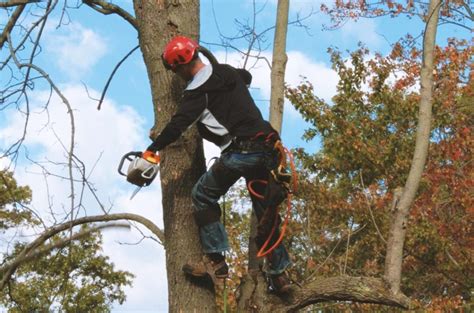 Tree Trimming Removal And Stump Grinding The Gmp Group