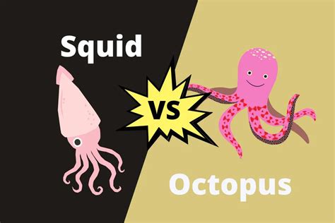 Difference Between Squid And Octopus Contrasthub