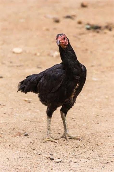 Dark Aseel Asil Chicken Chicks For Sale Cackle Hatchery®