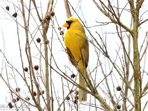 Another One In A Million Yellow Cardinal Spotted This Time In Georgia