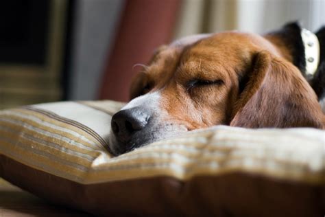 Read all of the reviews we have received from happy families that purchased a lab puppy from us. What Is My Dog Dreaming About? | Pets Magazine