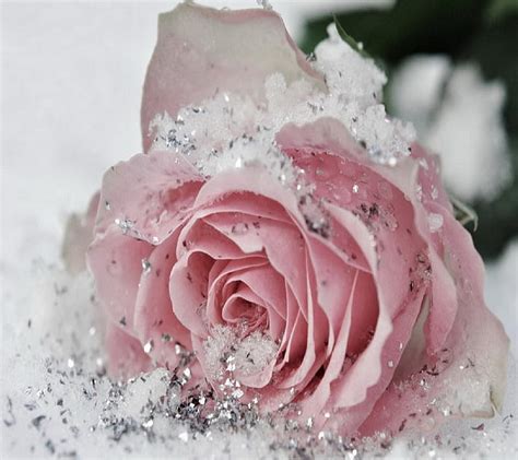 Frozen Rose Pink Hd Wallpaper Peakpx