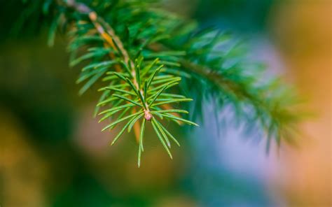 Green And Yellow Leaf Plant Nature Pine Trees Depth Of Field Macro