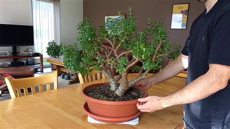 Maybe you would like to learn more about one of these? Pruning jade plants (crassula, money tree) - YouTube