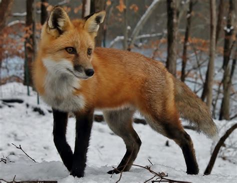Red Fox By Helen Sallitt Zorro