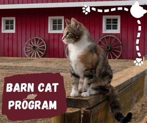 Barn Cat Program Friends Of Haywood County Animal Shelter