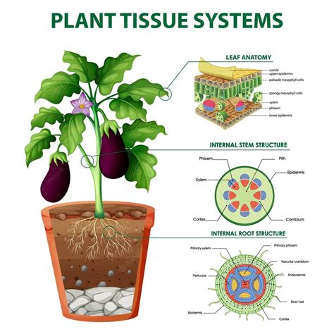 Premium Vector Diagram Showing Plant Tissue Systems