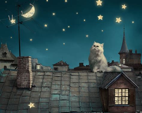 Wallpaper Digital Art Animals Night Sky Stars House Moon
