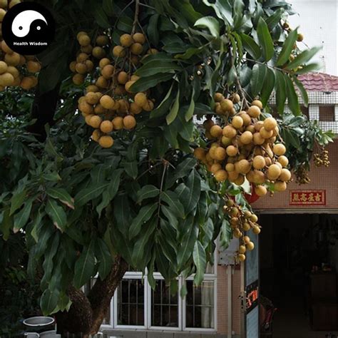 Maybe you would like to learn more about one of these? Buy Longan Fruit Tree Seeds 30pcs Plant Longan For Chinese ...