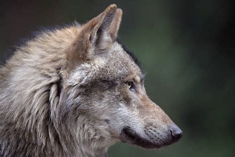 Top Wolf Profile Stock Photos Pictures And Images Istock