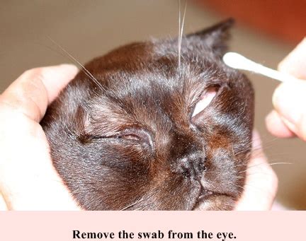 It is very common in both dogs and cats. Cherry-eye