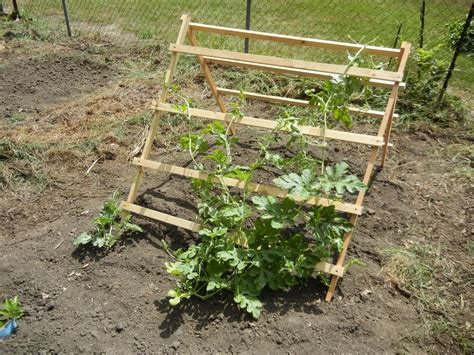 Garden Like A Squirrel Squash Update And New Trellis