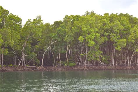 Mangrove Trees In Forest And Water Creek Green Landscape Baratang