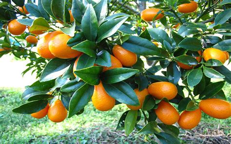 Citrus grows best in an open and sunny position. CITRUS KUMQUAT TREES FOR SALE