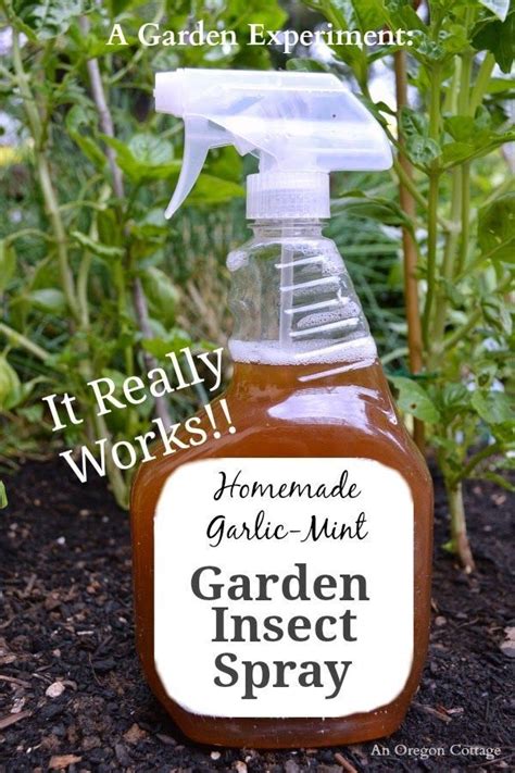 Homemade Garden Insect Spray Med Billeder Naturhave Veggie Garden