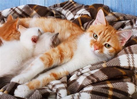 How Soon Can You Spay A Cat After Giving Birth Gegu Pet