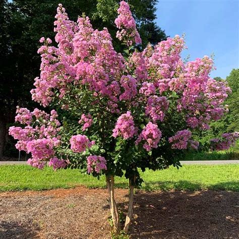 Hopi Crape Myrtle 2 3 Ft Long Lasting Color On A Space Saving Tree