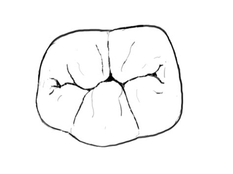 Molar Drawing At Explore Collection Of Molar Drawing