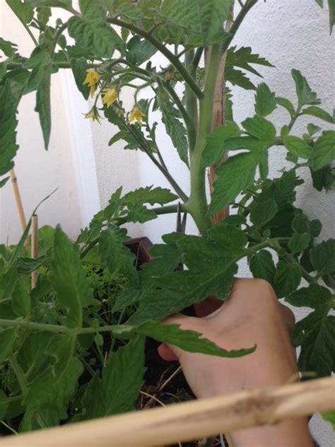 Vida Feliz Na Horta Como Podar Os Tomateiros