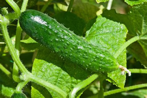 When To Pick Lemon Cucumbers Tips To Pick Like A Pro