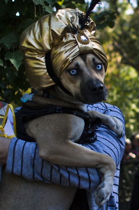 Halloween Dog Parade Colourful Spectacle As Pet Owners Dress Up