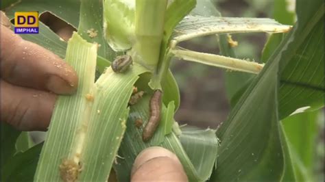 Agriculture Programme Management Of Fall Army Worm On Maize Youtube