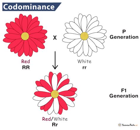 Codominance Definition Examples And Diagram Vrogue Co