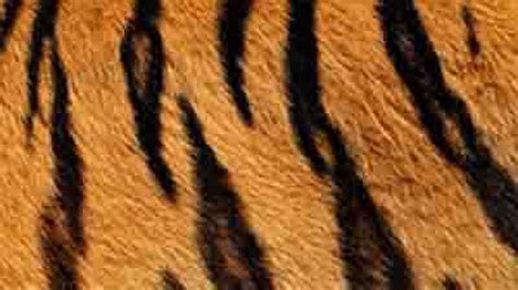 Two Suspected Tiger Skins Seized In Maharashtra Seven Arrested