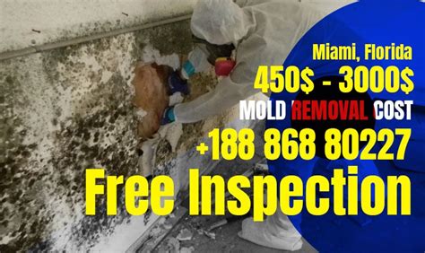 The A Z Of Black Mold Removal Cost For Residential And Commercial Professional Services
