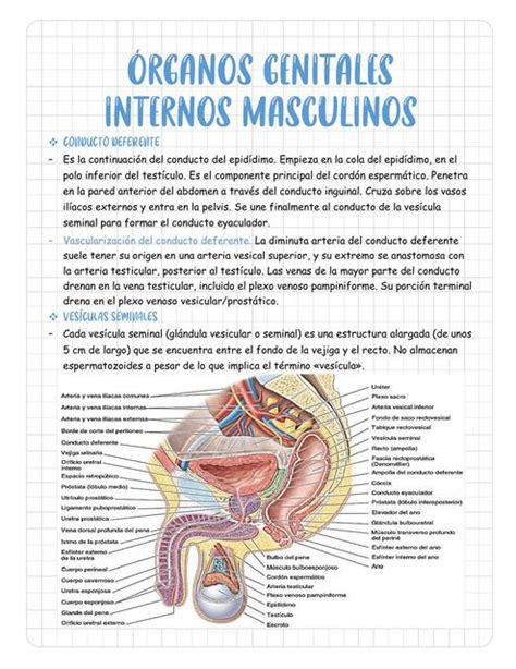 Correlaci N Matar Tif N Genitales Externos Masculinos Anatomia