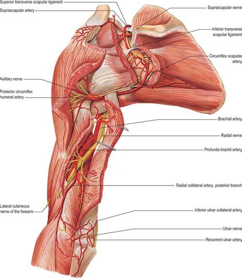 You can see that it connects to both the. Upper arm | Basicmedical Key