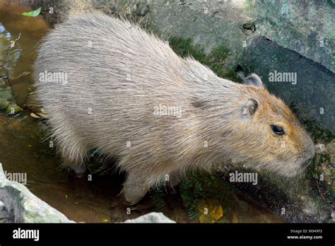 Semi Aquatic Rodent Hi Res Stock Photography And Images Alamy