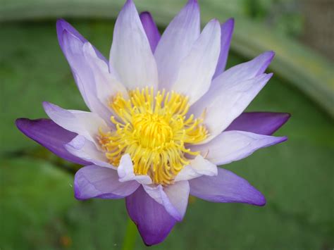 Nymphaea Gigantea Seangdao Isg Water Lily Thailand 013 Water Lily